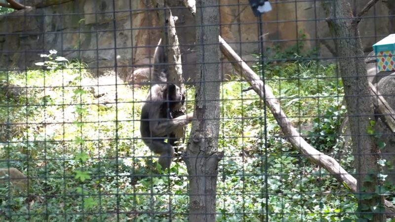 Grey Gibbons at the Mesker Park Zoo