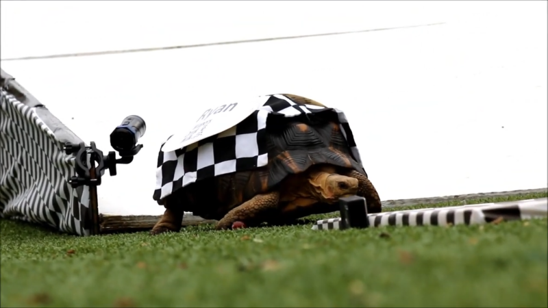 Zoopolis 500 in Indiana